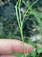 Stellulatae