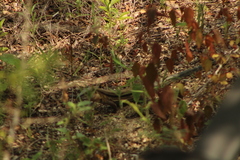 Aspidoscelis guttatus