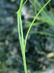 Stellulatae
