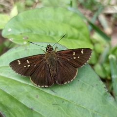 Sovia separata