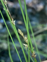 Stellulatae