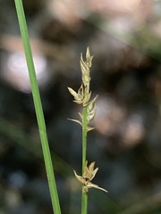 Stellulatae