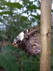 Opsiphanes tamarindi