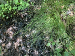 Stellulatae