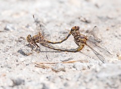 Progomphus alachuensis