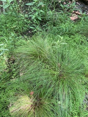 Stellulatae