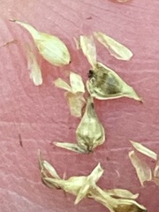 Stellulatae
