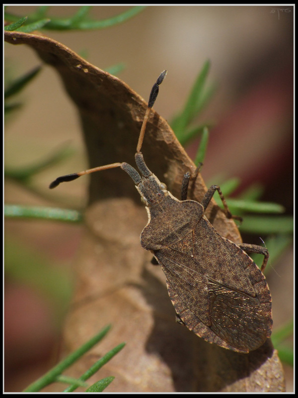 Boat Bug
