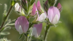 Ononis arvensis