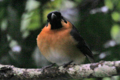 Symposiachrus trivirgatus