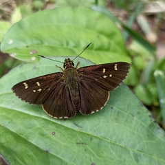 Sovia separata