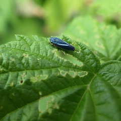 Graphocephala lugubris