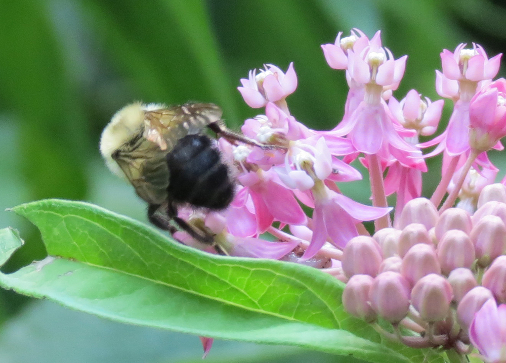 Apine Bees from Monkton Ridge, Monkton, VT 05473, USA on July 22, 2022 ...