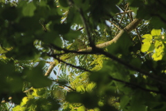 Ortalis poliocephala