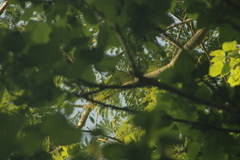 Ortalis poliocephala