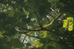 Ortalis poliocephala