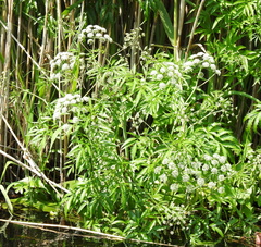 Cicuta virosa