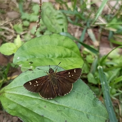 Sovia separata