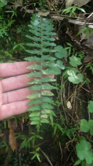 Asplenium protensum