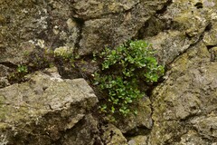 Salix herbacea