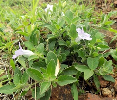 Ruellia patula