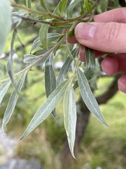 Salix lapponum