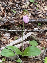 Cypripedium acaule image