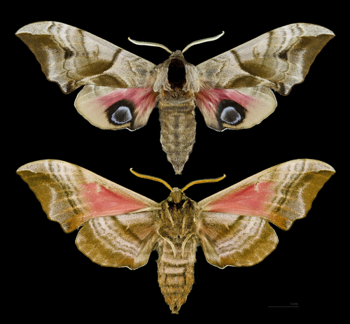 Eyed Hawkmoth