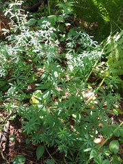 Galium intermedium