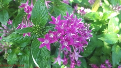 Pentas lanceolata