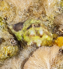 Fasciolariidae