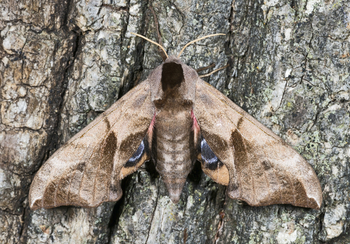Eyed Hawkmoth