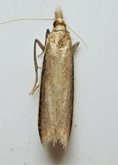 Peoria approximella