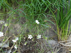 Heliosperma pusillum