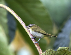 Vireo chivi
