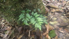 Asplenium boiteaui