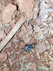 Pheropsophus javanus