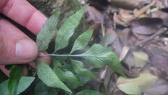 Asplenium boiteaui