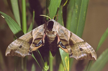 Eyed Hawkmoth