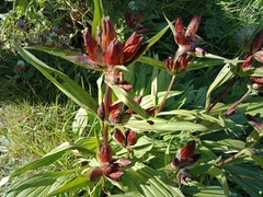Gentiana purpurea