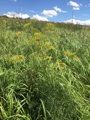 Peucedanum morisonii
