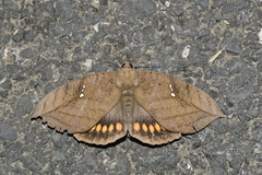 Xylophylla punctifascia