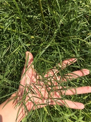 Peucedanum morisonii