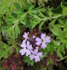 Glandularia microphylla