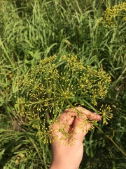 Peucedanum morisonii