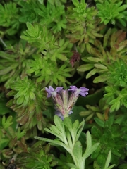 Glandularia microphylla