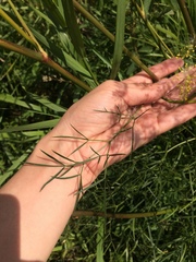 Peucedanum morisonii