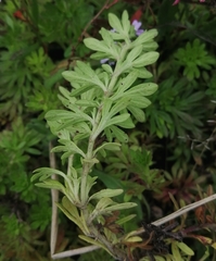 Glandularia microphylla