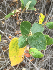 Ceanothus arboreus