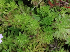 Glandularia microphylla